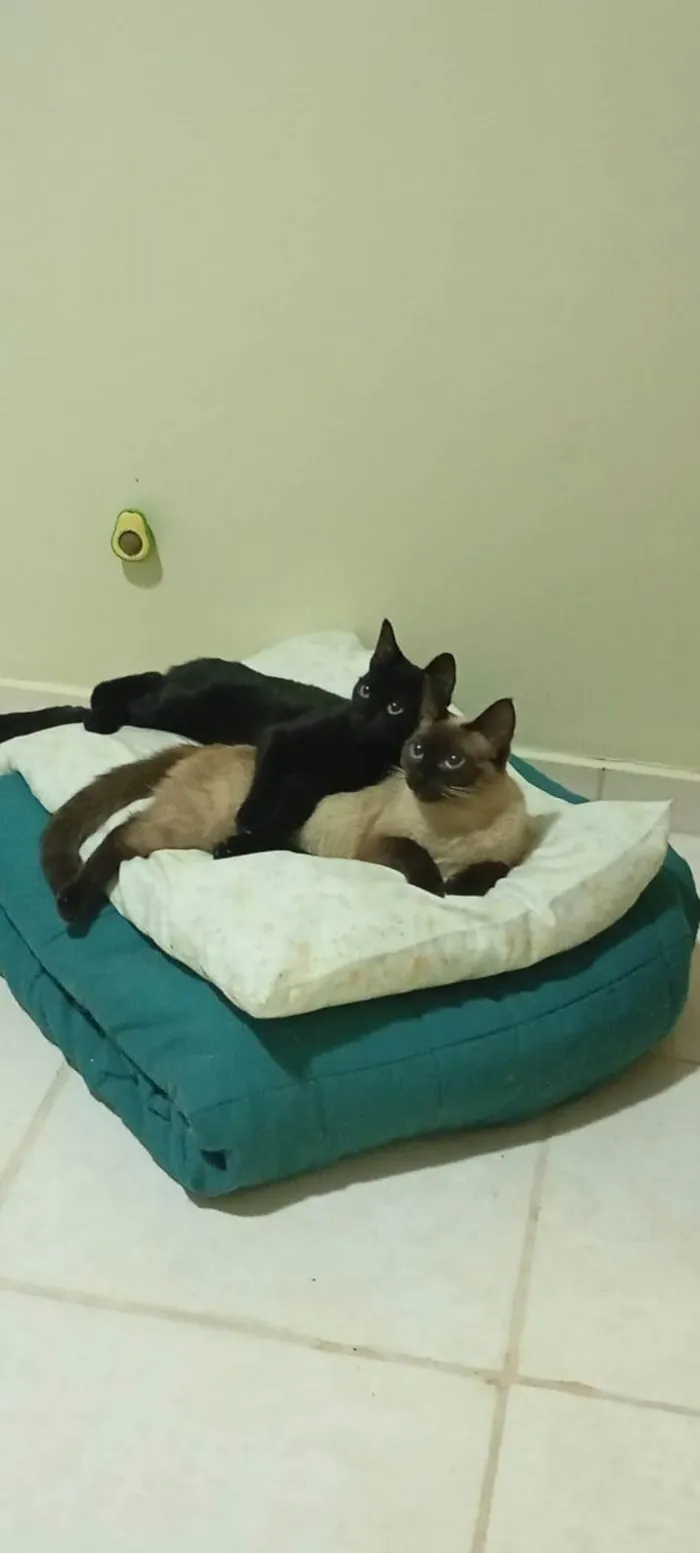 Gato ra a SRD-ViraLata idade 7 a 11 meses nome Karin e Yuzu