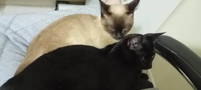 Gato ra a SRD-ViraLata idade 7 a 11 meses nome Karin e Yuzu