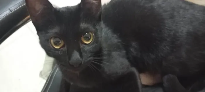 Gato ra a SRD-ViraLata idade 7 a 11 meses nome Karin e Yuzu