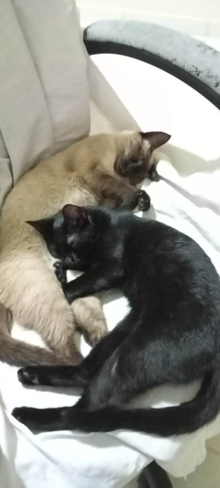 Gato ra a SRD-ViraLata idade 7 a 11 meses nome Karin e Yuzu