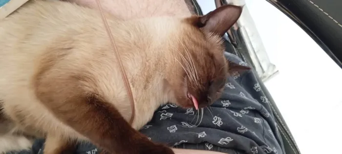 Gato ra a SRD-ViraLata idade 7 a 11 meses nome Karin e Yuzu