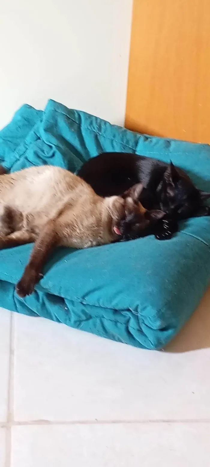 Gato ra a SRD-ViraLata idade 7 a 11 meses nome Karin e Yuzu