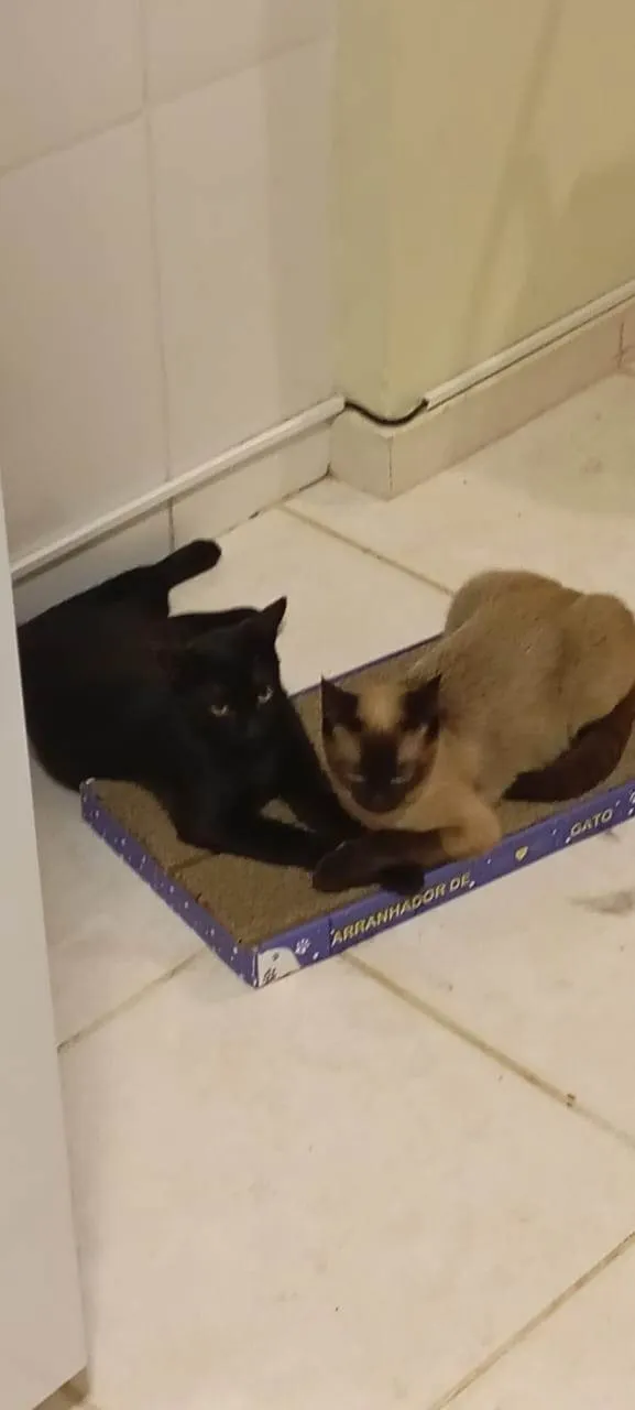 Gato ra a SRD-ViraLata idade 7 a 11 meses nome Karin e Yuzu