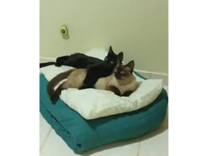 Gato raça SRD-ViraLata idade 7 a 11 meses nome Karin e Yuzu