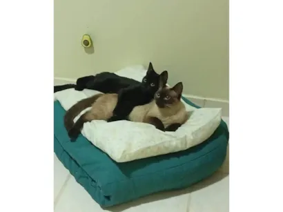 Gato raça SRD-ViraLata idade 7 a 11 meses nome Karin e Yuzu