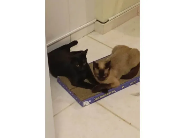 Gato ra a SRD-ViraLata idade 7 a 11 meses nome Karin e Yuzu
