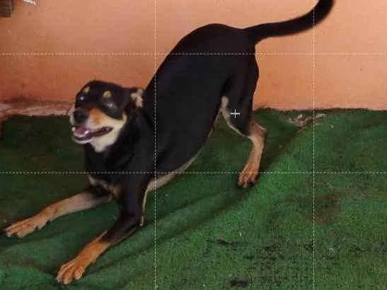 Cachorro ra a SRD-ViraLata idade 3 anos nome Pirulito 