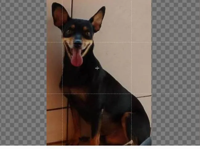 Cachorro ra a SRD-ViraLata idade 3 anos nome Pirulito 
