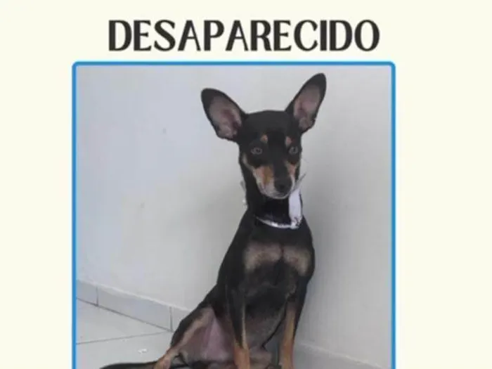 Cachorro ra a SRD-ViraLata idade 3 anos nome Pirulito 