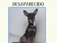 Pirulito