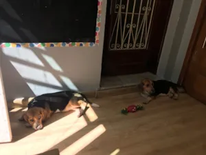 Cachorro raça SRD-ViraLata idade 2 anos nome Paçoca e Cookie