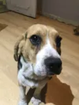 Paçoca e Cookie