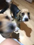 Paçoca e Cookie