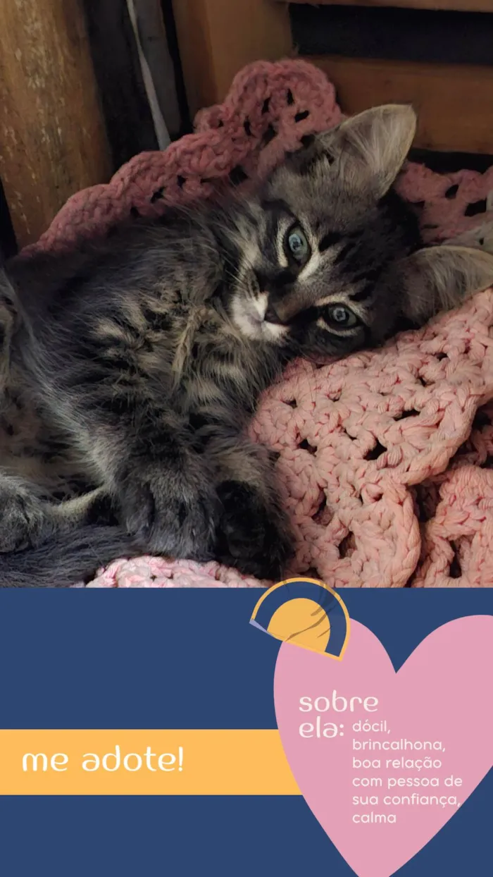 Gato ra a SRD-ViraLata idade 2 a 6 meses nome Sem nome