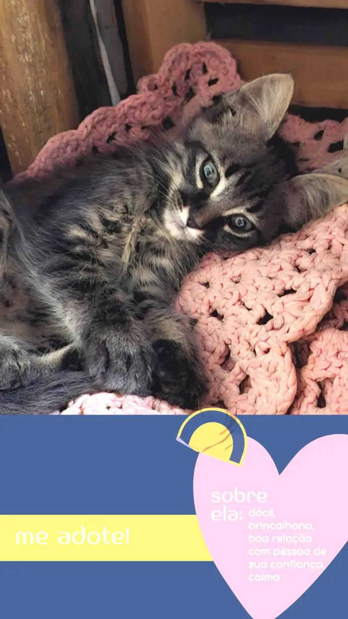 Gato ra a SRD-ViraLata idade 2 a 6 meses nome Sem nome