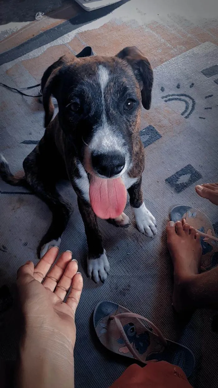Cachorro ra a SRD-ViraLata idade 7 a 11 meses nome Zeus