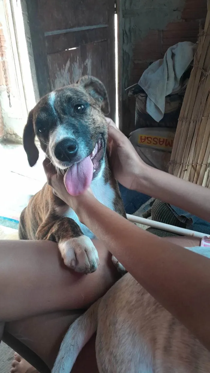 Cachorro ra a SRD-ViraLata idade 7 a 11 meses nome Zeus