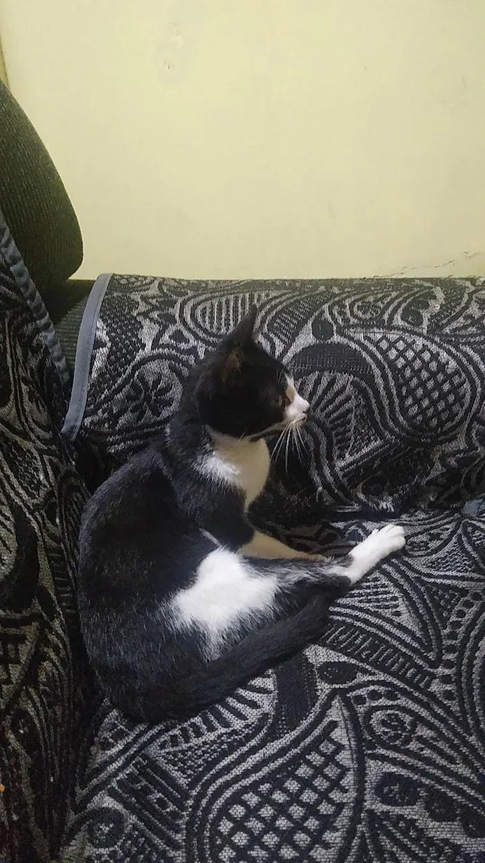 Gato ra a SRD-ViraLata idade 1 ano nome Gata para adoção - Aitana