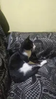 Gata para adoção - Aitana