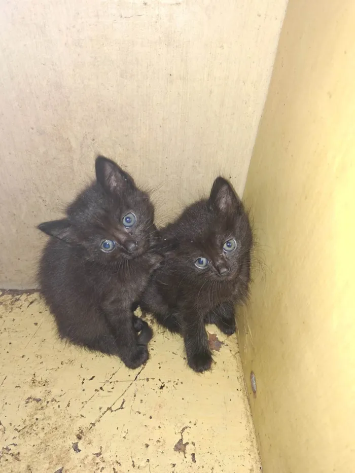 Gato raça SRD-ViraLata idade Abaixo de 2 meses nome Sem nome ainda 