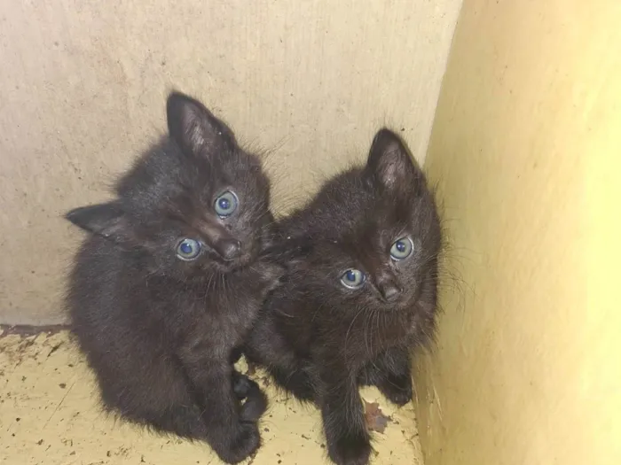 Gato raça SRD-ViraLata idade Abaixo de 2 meses nome Sem nome ainda 