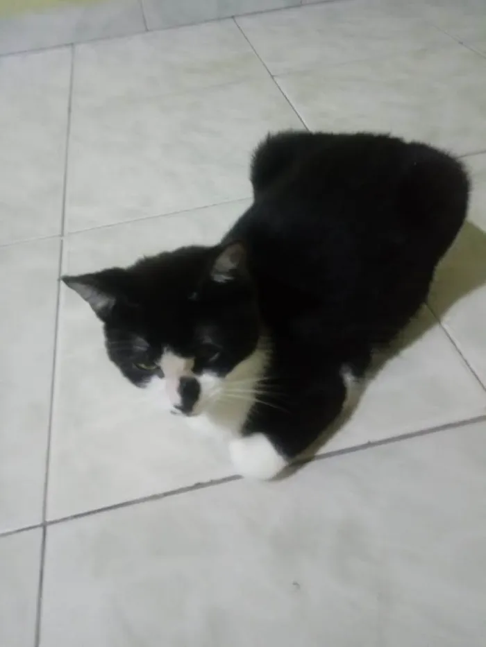 Gato ra a SRD-ViraLata idade 1 ano nome Gata para adoção - Aitana