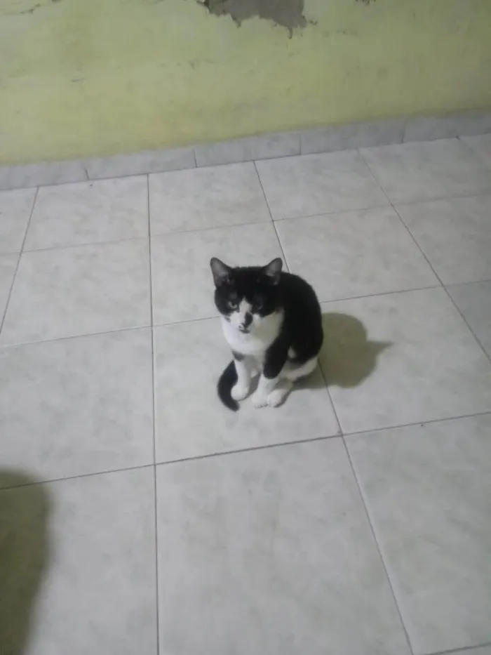 Gato ra a SRD-ViraLata idade 1 ano nome Gata para adoção - Aitana