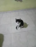 Gata para adoção - Aitana