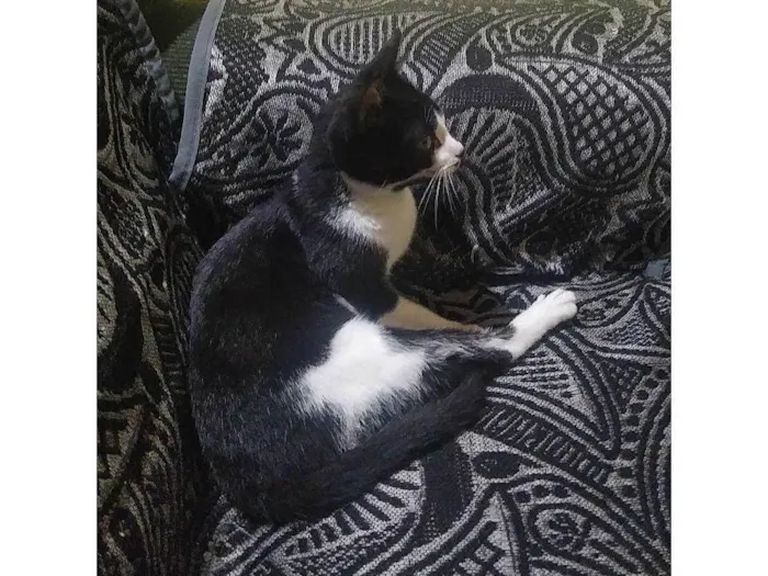 Gato ra a SRD-ViraLata idade 1 ano nome Gata para adoção - Aitana