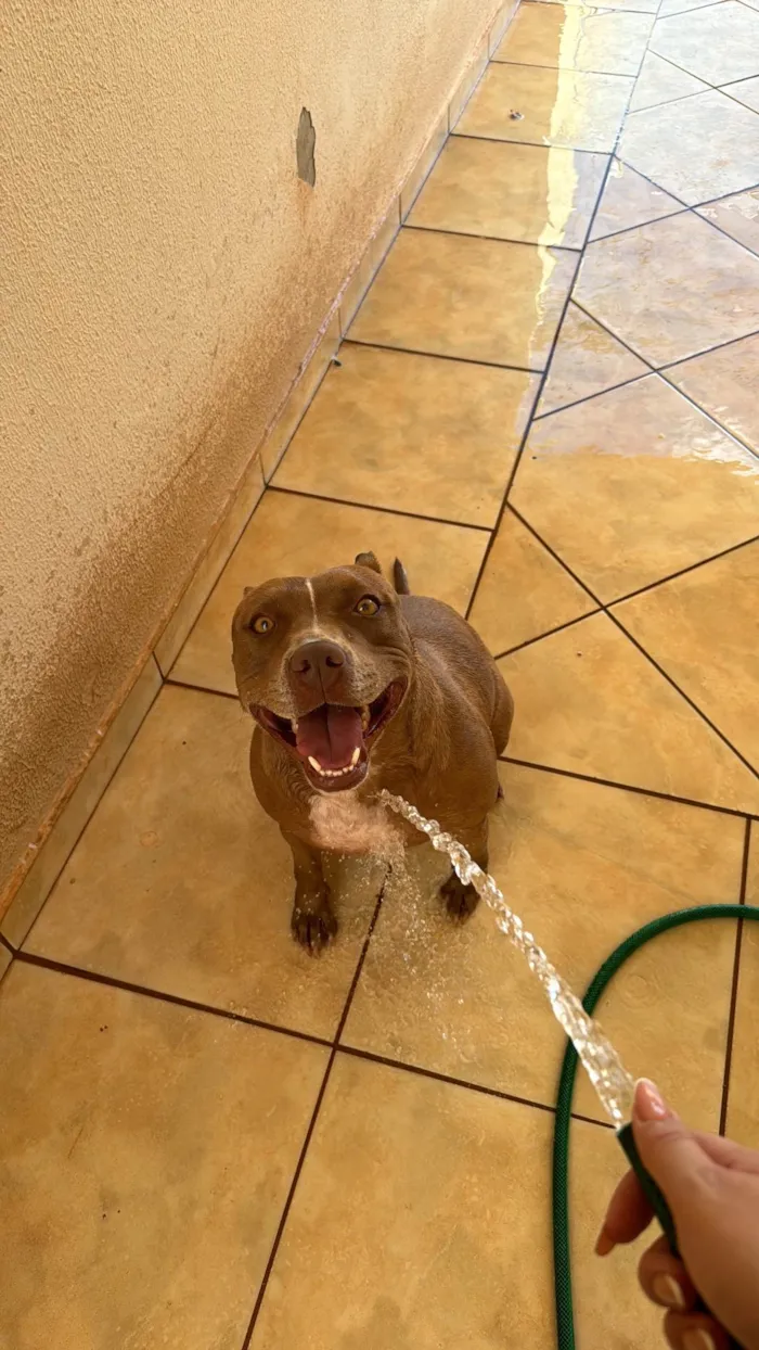 Cachorro ra a Pit-Bull idade 2 anos nome Pandora