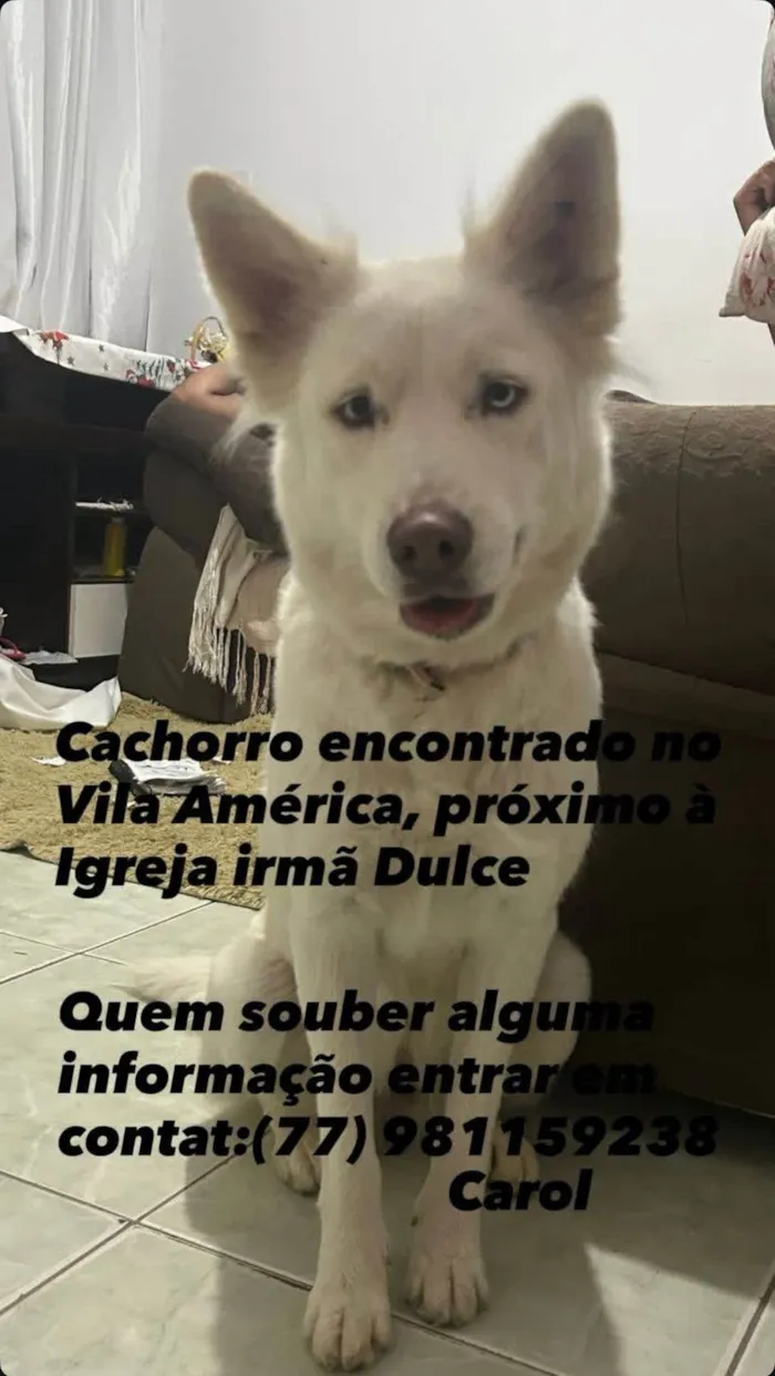 Cachorro ra a SRD-ViraLata idade 1 ano nome Não sei o nome