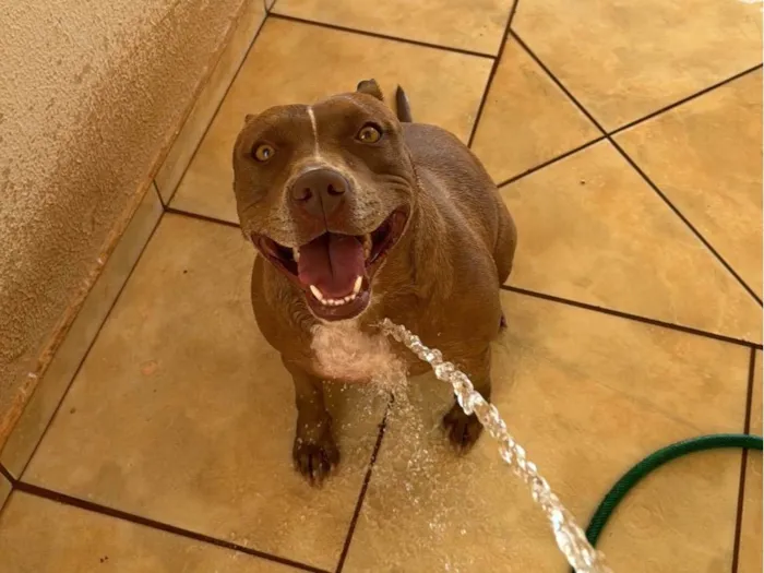 Cachorro ra a Pit-Bull idade 2 anos nome Pandora