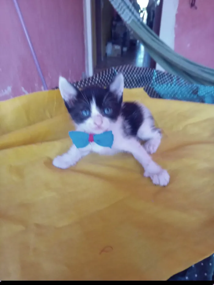 Gato ra a SRD-ViraLata idade 2 a 6 meses nome Simba