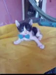 Simba
