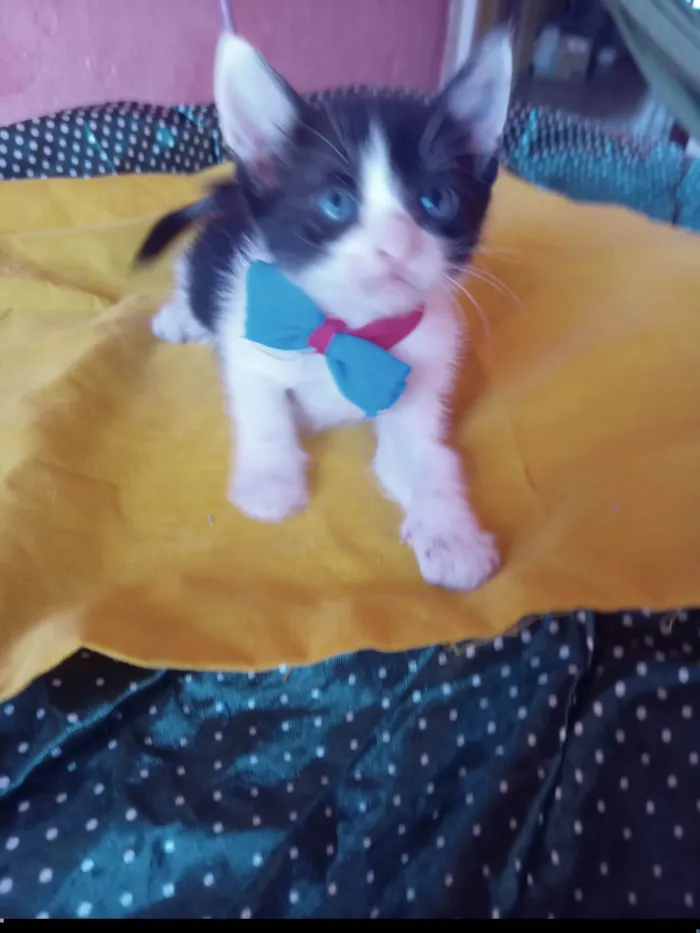 Gato ra a SRD-ViraLata idade 2 a 6 meses nome Simba