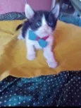 Simba