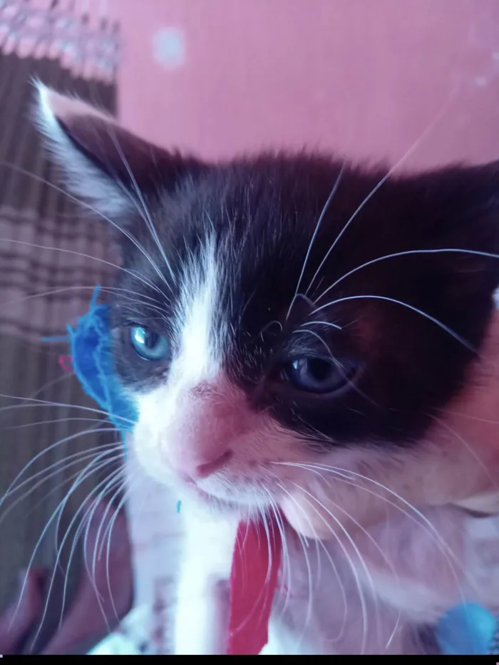 Gato ra a SRD-ViraLata idade 2 a 6 meses nome Simba