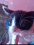 Simba