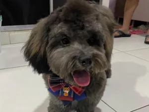 Cachorro raça SRD-ViraLata idade 7 a 11 meses nome Théo