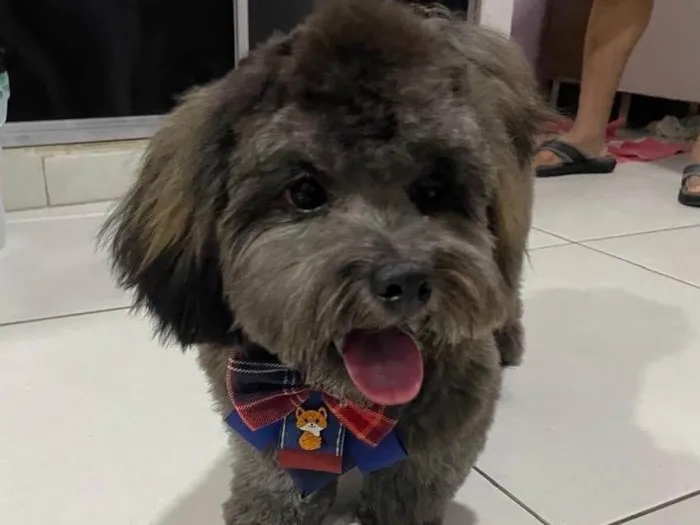 Cachorro ra a SRD-ViraLata idade 7 a 11 meses nome Théo