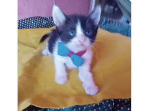 Gato raça SRD-ViraLata idade 2 a 6 meses nome Simba