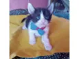 Simba