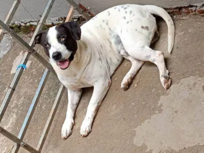 Cachorro raça Pit-Bull idade 2 a 6 meses nome Marley