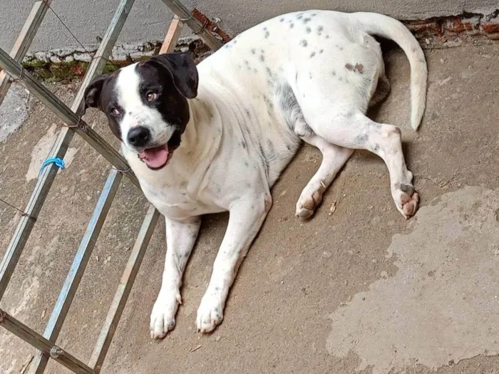 Cachorro ra a Pit-Bull idade 2 a 6 meses nome Marley