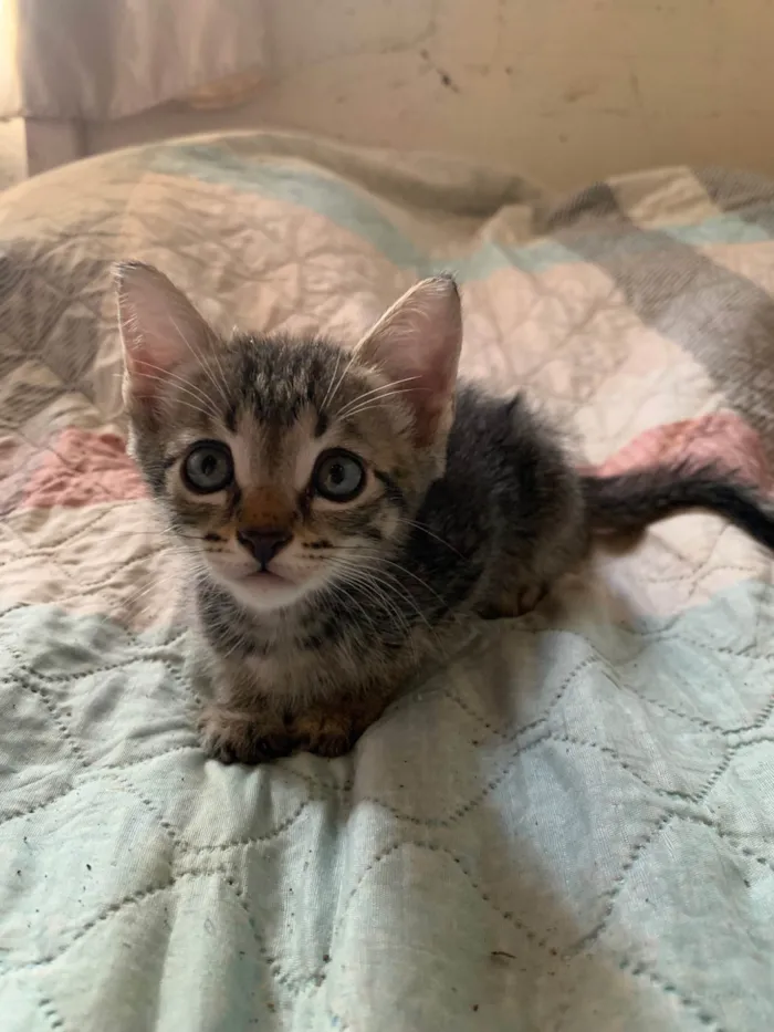 Gato ra a SRD-ViraLata idade 2 a 6 meses nome Pipo, fifi e zeca