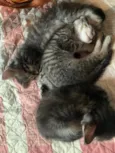 Pipo, fifi e zeca