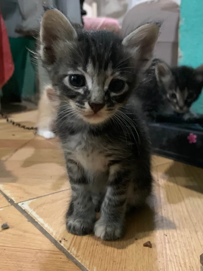 Gato ra a SRD-ViraLata idade 2 a 6 meses nome Pipo, fifi e zeca