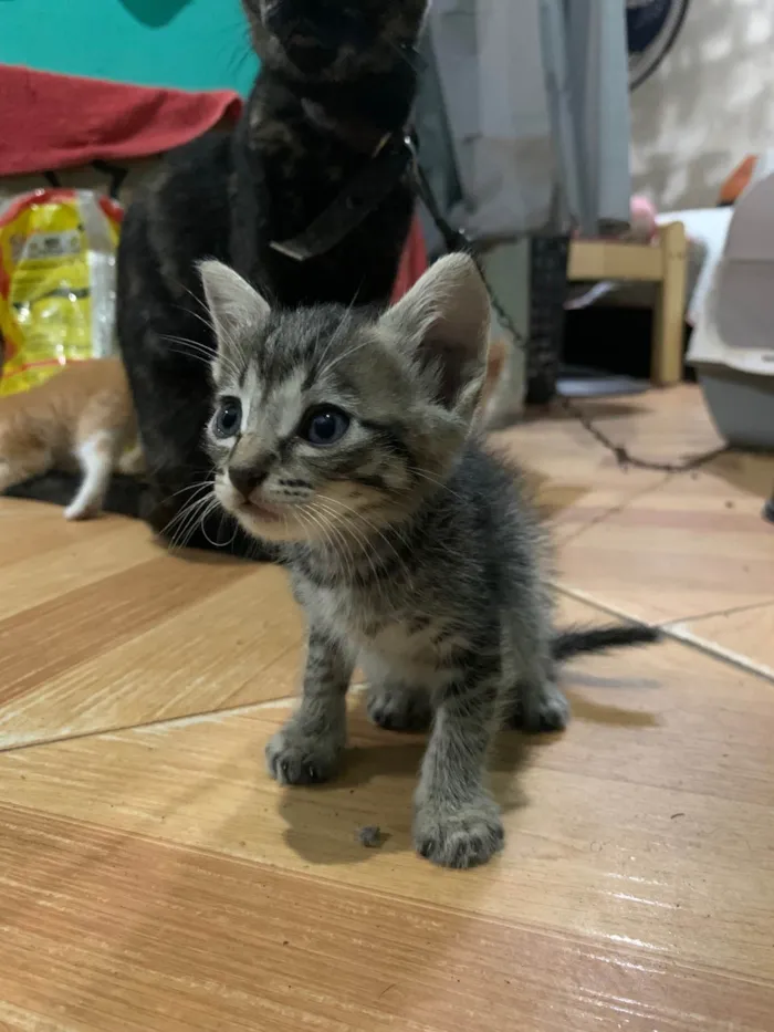 Gato ra a SRD-ViraLata idade 2 a 6 meses nome Pipo, fifi e zeca