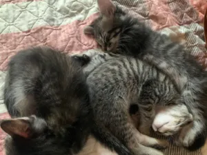 Gato raça SRD-ViraLata idade 2 a 6 meses nome Pipo, fifi e zeca