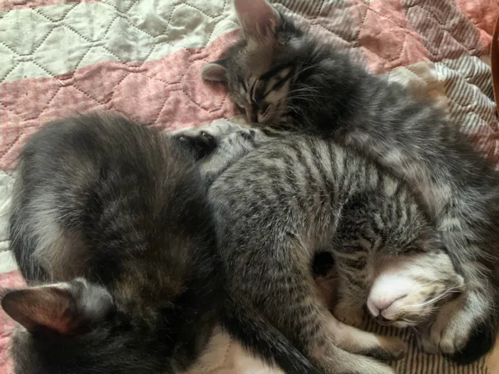 Gato ra a SRD-ViraLata idade 2 a 6 meses nome Pipo, fifi e zeca